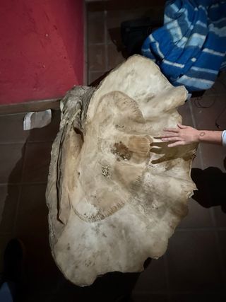 Banco de iglesia, farolillos, concha, lamparas...