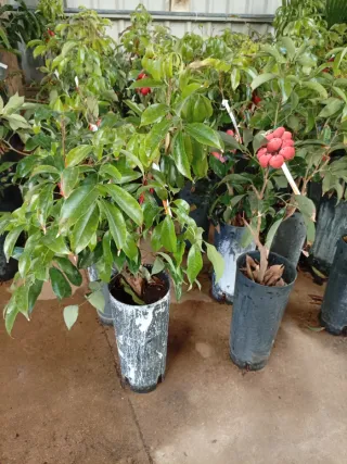 Litchi Kwai May Pink