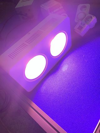 Lote cultivo interior