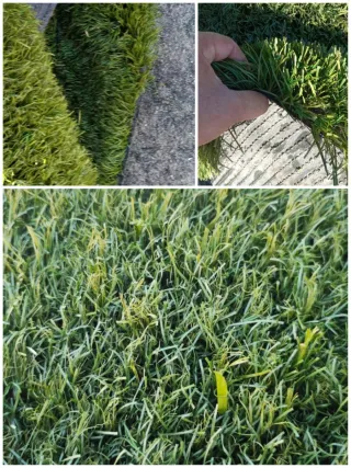 Césped artificial económico