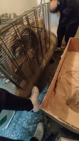 Compresor de aire taller trifásico