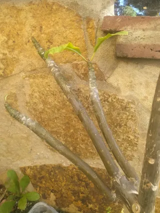 Esqueje de Plumeria sin raíces