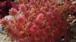 Fiori artificiali Gypsophila rosa antico