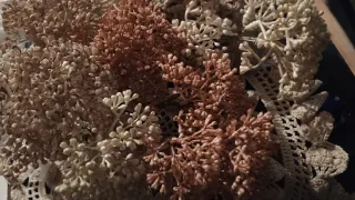 Fiori artificiali Gypsophila panna