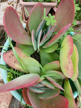 Talea di pianta grassa un pezzo 1 euro