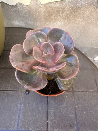 Echeveria Dusty Rose Suculenta