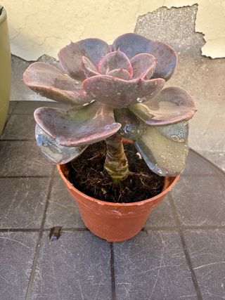 Echeveria Dusty Rose Suculenta