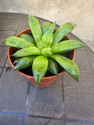 Planta Haworthia