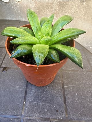 Planta Haworthia