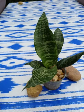 Planta Sansevieria en maceta