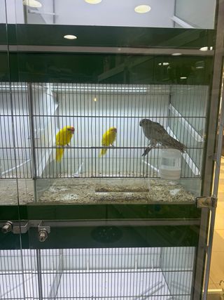 Expositor jaula para pájaros para tienda de animal