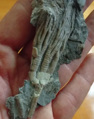 Fósil Crinoideo
