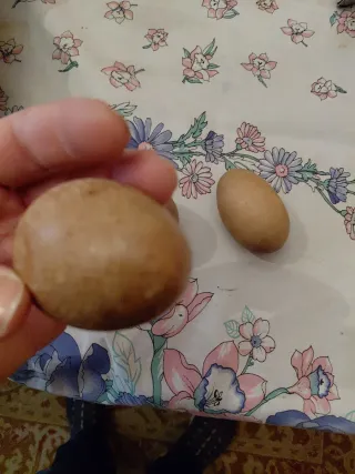 Huevos de madera para zurcir calcetines