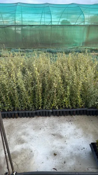 Alcornoques plantones jóvenes