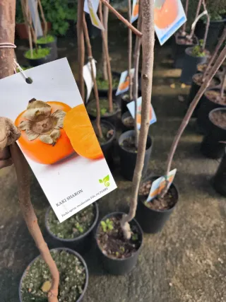 Kaki árbol en maceta