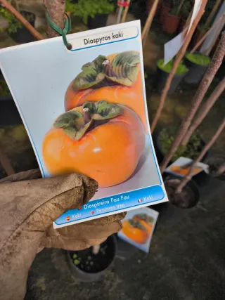 Kaki árbol en maceta