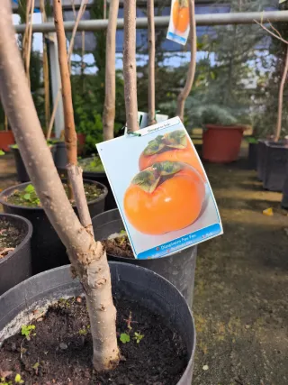 Kaki árbol en maceta