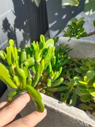 Jardinera de piedra con árbol de Jade