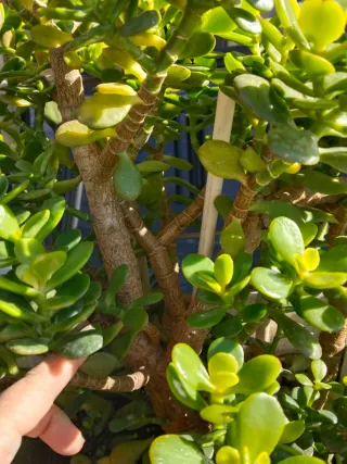 Jardinera de piedra con árbol de Jade