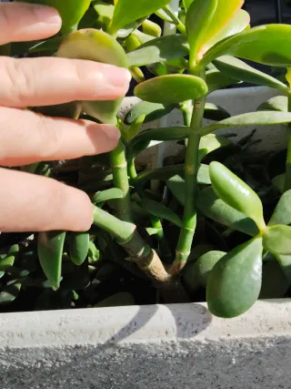 Jardinera de piedra con árbol de Jade