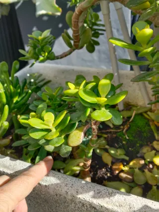 Jardinera de piedra con árbol de Jade