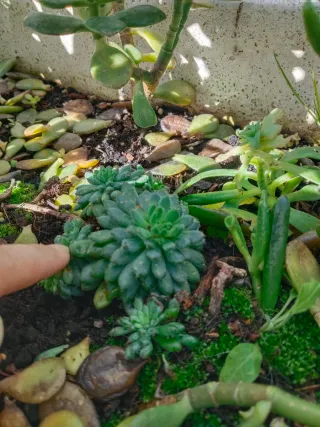 Jardinera de piedra con árbol de Jade