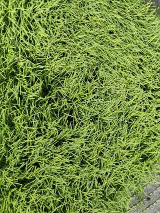 Césped artificial 45mm/50mm