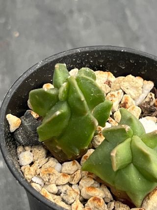 2 Astrophytum asterias cv Kikko