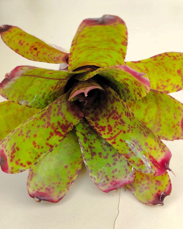 Neoregelia 'Guinea'. Bromelia moteada