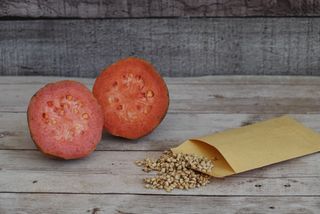 15 Semillas de Guayaba Roja (Psidium guajava)