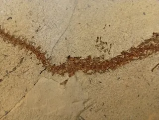 Fósil de Salamandra