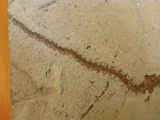 Fósil de Salamandra