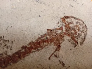Fósil de Salamandra