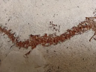 Fósil de Salamandra
