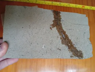 Fósil de Salamandra