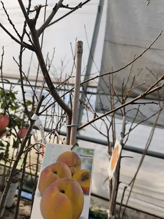 Melocotonero Prunus persica