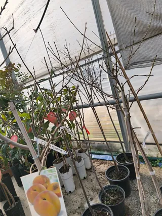 Melocotonero Prunus persica