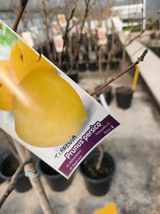 Melocotonero Prunus persica