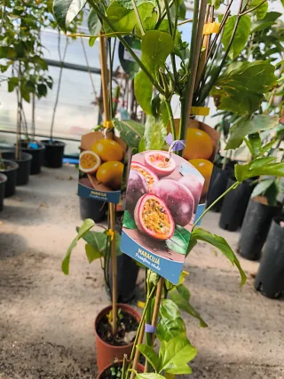 Planta de Maracuyá Frutal en Maceta