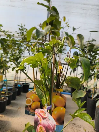 Planta de Maracuyá Frutal en Maceta
