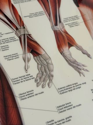 Póster 70x100 plastificado Sistema Muscular