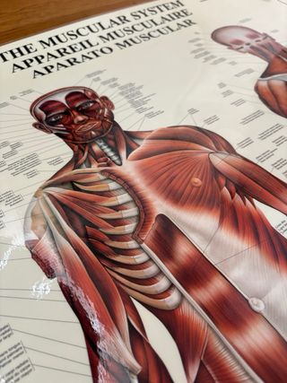 Póster 70x100 plastificado Sistema Muscular