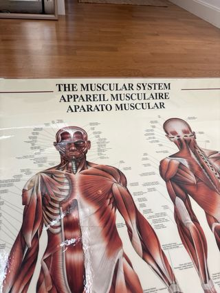 Pósters Sistema Esquelético y Muscular