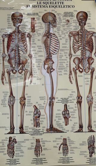 Pósters Sistema Esquelético y Muscular