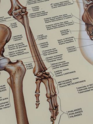 Pósters Sistema Esquelético y Muscular