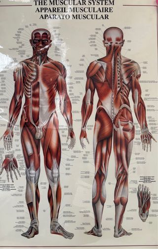 Pósters Sistema Esquelético y Muscular