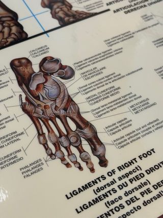 Pósters Sistema Esquelético y Muscular