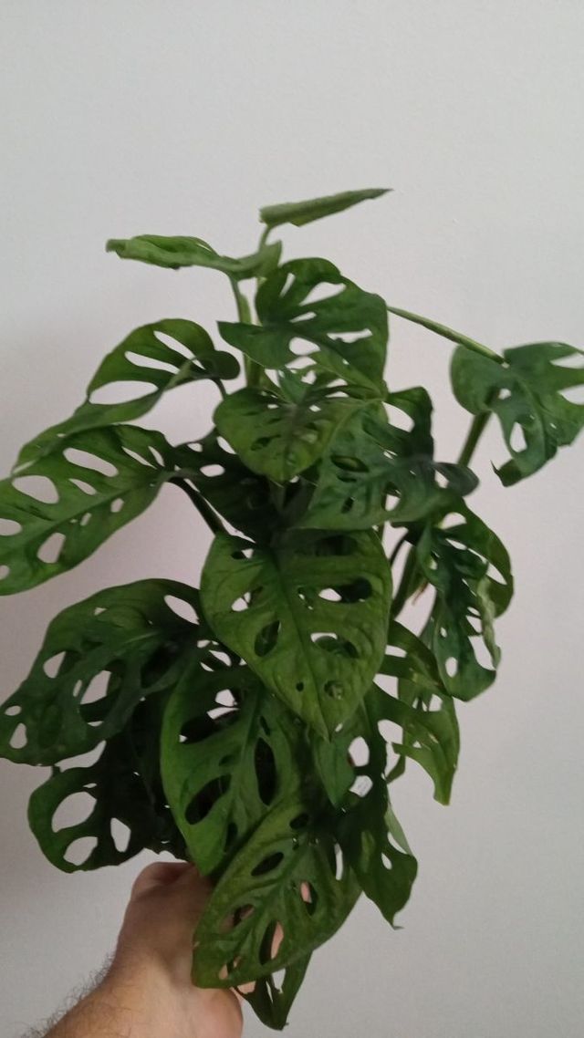 Monstera adasonii 30 cms planta interior