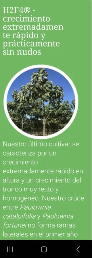 Esquejes de Paulownia para Venta