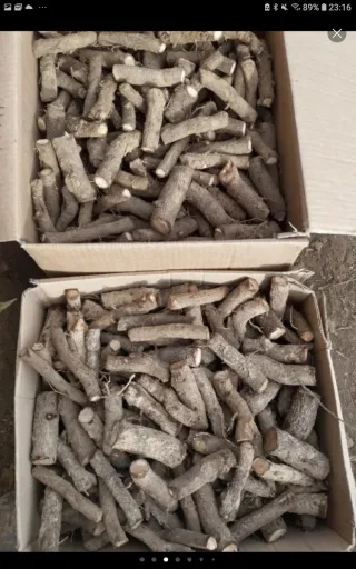 Esquejes de Paulownia para Venta